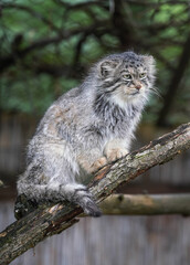 Pallas's cat - Otocolobus manul - resting on wooden branch