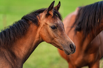 Small brown Arabian horse foal closeup detail to head another animal near, blurred green grass background