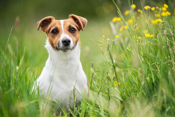 Small Jack Russell terrier sitting on meadow in spring, yellow flowers near