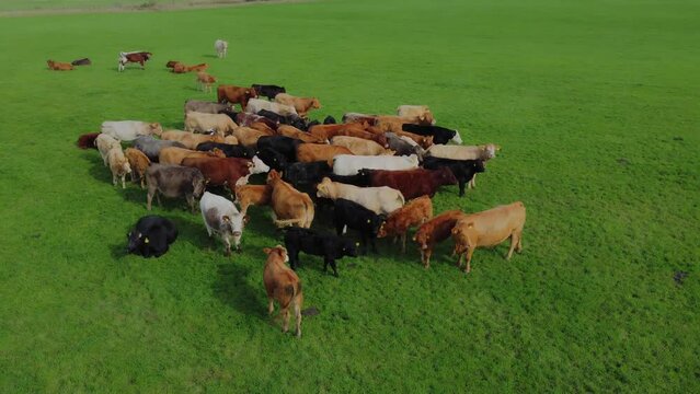 Drone shot. Beef cows grazing in open field. Filmed Yorkshire.UK