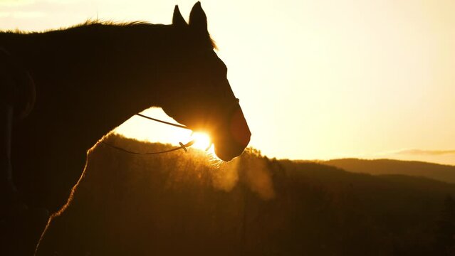 SILHOUETTE, CLOSE UP, LENS FLARE: Backlit dark brown horse exhales cloud of warm breath in cold autumn evening as he and his owner paused during a sunset ride through golden lit hilly countryside.