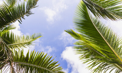 Fototapeta na wymiar Coconut palm tree leaves are under blue cloudy sky