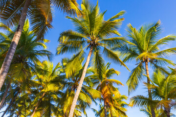 Tropical nature background photo with palm trees under blue sky