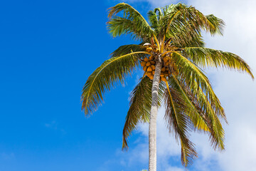Fototapeta na wymiar Coconut palm with fruits is under blue sky on a sunny day