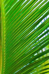 Close-up, Striped texture of green Cycas circinalis leaf, natural leaves background