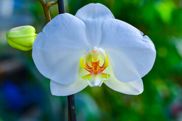 Blooming Phalaenopsis orchid in the collection of the botanical garden