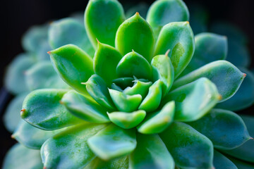Close-up, succulent leaves of a succulent plant (Echeveria sp.) in a botanical garden collection