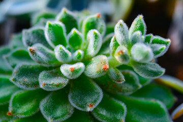 (Echeveria setosa, Crassulaceae) -fleshy succulent plant with fluffy leaves from the collection