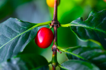Close-up of a red fruit of a coffee tree in a botanical garden, Odessa