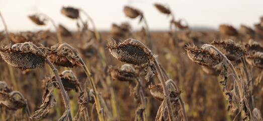 a field with faded sunflowers