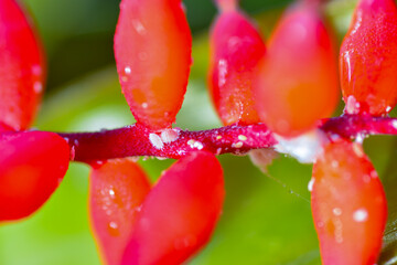 Mealybug - parasitic sucking insects on a red flower of a tropical plant
