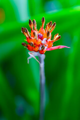 Red-yellow inflorescence of a tropical plant (Aechmea sp.)