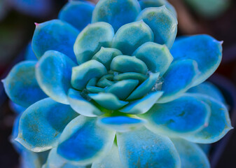 Close-up, succulent leaves of a succulent plant (Echeveria sp.) in a botanical garden collection