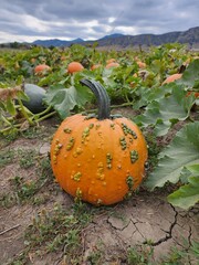 Seasonal pumpkins in a patch