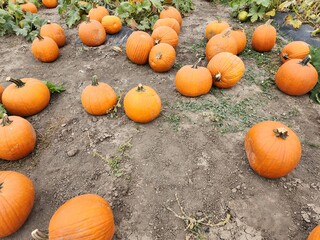 Seasonal pumpkins in a patch