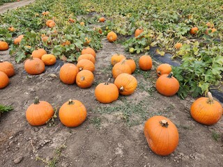 Seasonal pumpkins in a patch