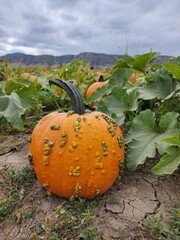Seasonal pumpkins in a patch