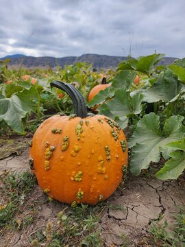 Seasonal pumpkins in a patch
