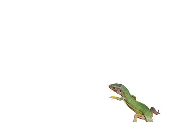 European green lizard on a transparent background.