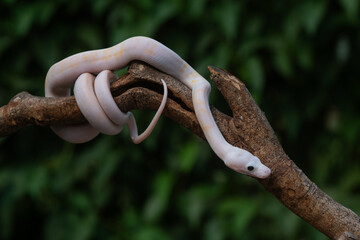 a baby leucistic reticulated python, malayopython reticulatus, on a branch, natural bokeh background