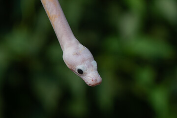 close up of baby leucistic reticulated python, malayopython reticulatus, natural bokeh background