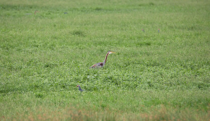oriental purple heron in a marshland