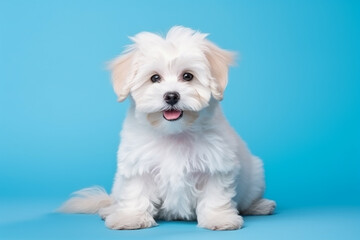 Obraz premium Adorable Maltipoo Puppy on Blue Background - Created with Generative AI Tools