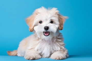 Adorable Maltipoo Puppy on Blue Background - Created with Generative AI Tools - obrazy, fototapety, plakaty