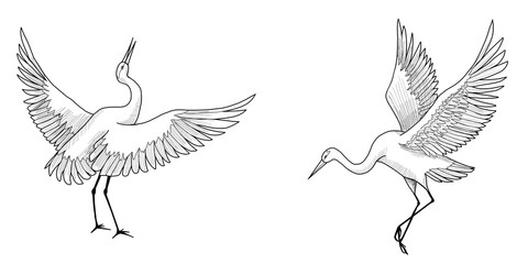Set of Graphic crane standing with spread wings 