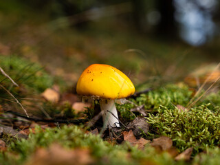 mushroom in the grass