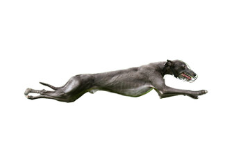 Side view of a beautiful greyhound in full extension running at full speed with no jacket and a muzzle on a white background.