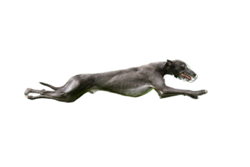 Side view of a beautiful greyhound in full extension running at full speed with no jacket and a muzzle on a white background.