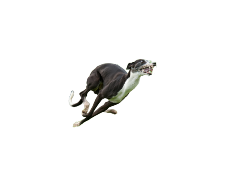  Side view of a very excited and beautiful persian dog or Saluki dog running at full speed on a white background. Illustration of "dog in a hurry".