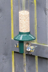 Chaffinches (Fringilla coelebs) dining on seed from a hanging bird feeder