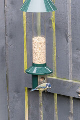 Chaffinches (Fringilla coelebs) dining on seed from a hanging bird feeder