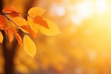 Naklejka na ściany i meble Autumn leaves blurred background