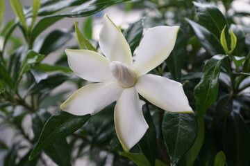 gardenia flower