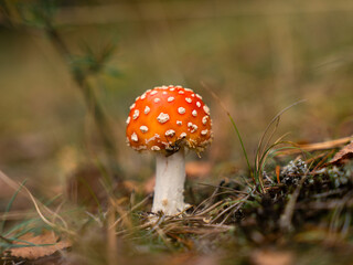 fly agaric mushroom