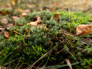 moss on the stump