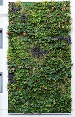 Fassade bepflanzt mit grünen Pflanzen