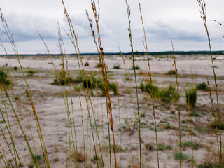 grass on the beach