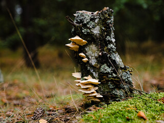 mushrooms in the forest