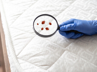 Spread of bed bugs on the bed. Through a magnifying glass, a hand examines a mattress with insects....