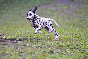 Dalmatian