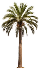 Adonidia Palm Tree. Isolated on Transparent background.