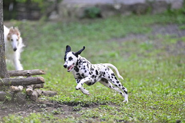 Dalmatian