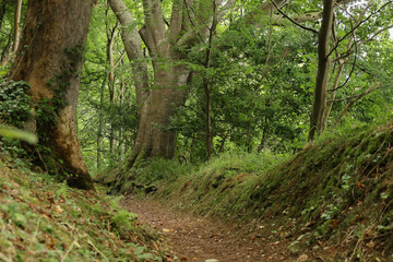 Fototapeta na wymiar Lynmouth Village Forest, Exmoor National Park