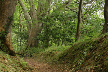 Fototapeta na wymiar tree in the forest