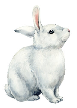 White rabbit, cute forest animal on an isolated white background, watercolor illustration. Little bunny 