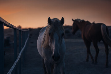Horse late at night, before sunset on a ranch